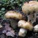 Холодная засолка грибов на зиму — домашний рецепты как солить грибы холодным способом Как засолить кулачки холодным способом