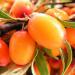 Удивительная польза ягод для организма Какие ягоды самые полезные для организма человека