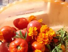 Tomat yang diasinkan dengan marigold, resep lezat untuk musim dingin Tomat kalengan dengan marigold