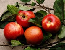 Вкусные, полезные, малокалорийные рецепты печеных яблок Как приготовить печеные яблоки