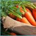Carrot salad for the winter: recipes