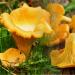 Польза и вред грибов для организма Грибы состав польза и вред